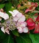 Bauernhortensie Hovaria® 'Love you Kiss' Blüten im Schatten