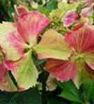 Nahaufnahme Blüte Bauernhortensie Hovaria® 'Love you Kiss'