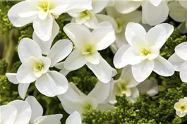 Eichenblatthortensie Hovaria® 'Quercifolia' - Hydrangea Hovaria® 'Quercifolia'