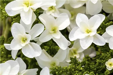 Eichenblatthortensie Hovaria® 'Quercifolia' - Hydrangea Hovaria® 'Quercifolia'