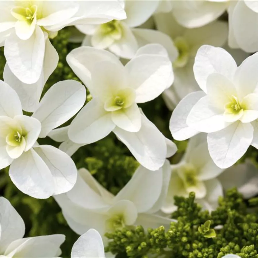 Nahaufnahme blühende Blüten Eichenblatthortensie Hovaria® 'Quercifolia'
