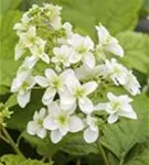 Blühende Blüten einer Eichenblatthortensie Hovaria® 'Quercifolia'