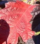 Blatt einer Eichenblatthortensie Hovaria® 'Quercifolia'