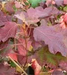 Blätter einer Eichenblatthortensie Hovaria® 'Quercifolia'