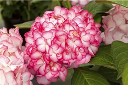 Bauernhortensie Hovaria® 'Ripple' - Hydrangea Hovaria® 'Ripple'