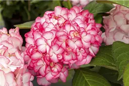 Bauernhortensie Hovaria® 'Ripple' - Hydrangea Hovaria® 'Ripple'