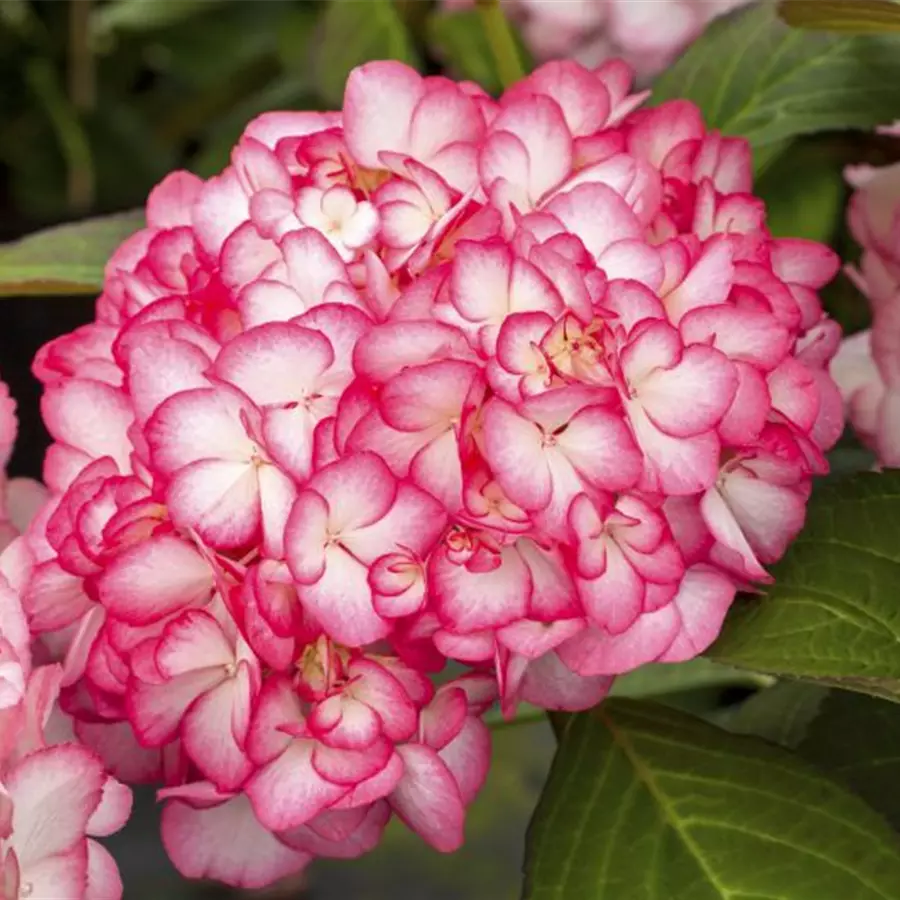 Bauernhortensie Hovaria® 