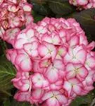 Hydrangea Hovaria®