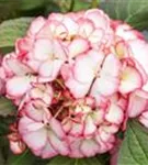 Hydrangea Hovaria® 'Ripple'