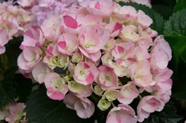 Bauernhortensie Hovaria® 'Sweet Fantasy' - Hydrangea Hovaria® 'Sweet Fantasy'
