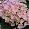 Bauernhortensie Hovaria® 'Sweet Fantasy'