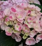 Bauernhortensie Hovaria® 'Sweet Fantasy'