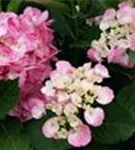Hydrangea Hovaria® 'Sweet Fantasy'