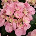 Hydrangea Hovaria®