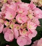 Hydrangea Hovaria®