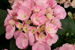 Bauernhortensie Hovaria® 'Sweet Fantasy' - Hydrangea Hovaria® 'Sweet Fantasy'