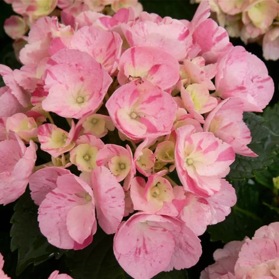 Hydrangea Hovaria®