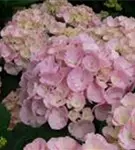 Bauernhortensie