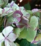 Hydrangea 'Sweet Fantasy'