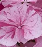 Bauernhortensie 'Sweet Fantasy' rosa