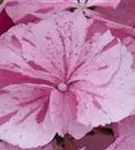 Bauernhortensie 'Sweet Fantasy' rosa