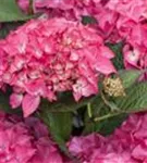 Nahaufnahme Bauernhortensie 'Red Angel'® Ball Rot