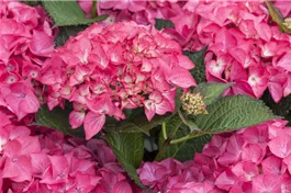 Bauernhortensie 'Red Angel'® Ball rot - Hydrangea macr. 'Red Angel'® Ball rot