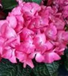 Artikelaufnahme Bauernhortensie 'Red Angel'® Ball Rot
