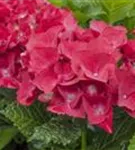 Bauernhortensie 'Red Angel'® Ball Rot