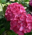 Bauernhortensie 'Red Angel'® Ball Rot Artikelbild