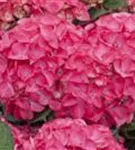 Nahaufnahme detailliert Bauernhortensie 'Red Angel'® Ball Rot