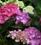 Bauernhortensie 'Red Angel'® Ball Rot verschiedene Blütenfarben