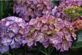 Bauernhortensie 'Red Angel'® Ball violett - Hydrangea macrophylla 'Red Angel'® Ball violett