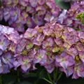 Artikelaufnahme Bauernhortensie 'Red Angel'® Ball violett