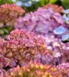 Fernaufnahme der Blüten einer Bauernhortensie 'Red Angel'® Ball violett