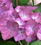 Nahaufnahme Bauernhortensie 'Red Angel'® Ball violett