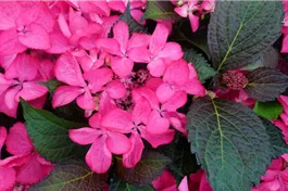 Tellerhortensie 'Dark Angel'® Teller rot - Hydrangea macrophylla 'Dark Angel'® Teller rot