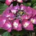 Hydrangea macr. 'Dark Angel'® Teller violett