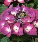 Hydrangea macr. 'Dark Angel'® Teller violett