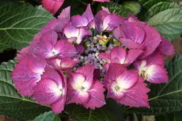 Tellerhortensie 'Dark Angel'® Teller violett - Hydrangea macrophylla 'Dark Angel'® Teller violett