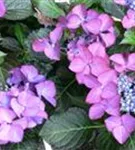Hydrangea macr. 'Dark Angel'®