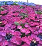 Tellerhortensie 'Dark Angel'®