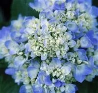 Hydrangea macr. 'Endless Summer'® blau