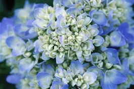 Ballhortensie 'Endless Summer'® blau - Hydrangea macr. 'Endless Summer'® blau