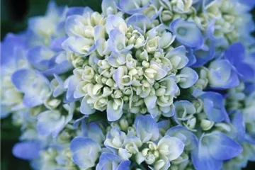 Hydrangea macr. 'Endless Summer'® blau