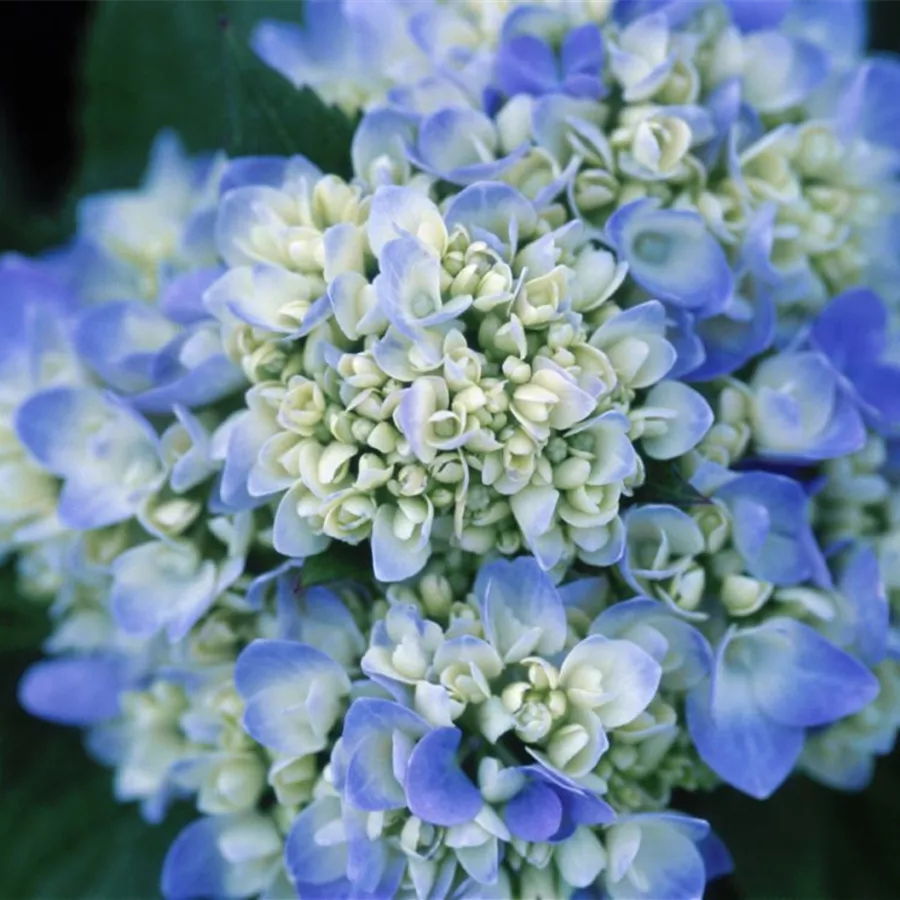 Nahaufnahme blaue Blüten Ballhortensie 'Endless Summer '