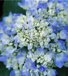 Nahaufnahme blaue Blüten Ballhortensie 'Endless Summer '
