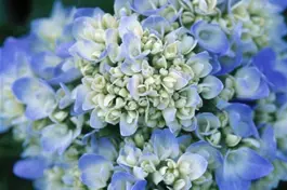 Ballhortensie 'Endless Summer'® blau - Hydrangea macr. 'Endless Summer'® blau