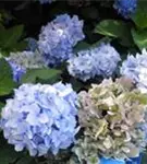 Blütenball Ballhortensie 'Endless Summer'