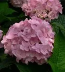 Rosa Blüten Ballhortensie 'Endless Summer'